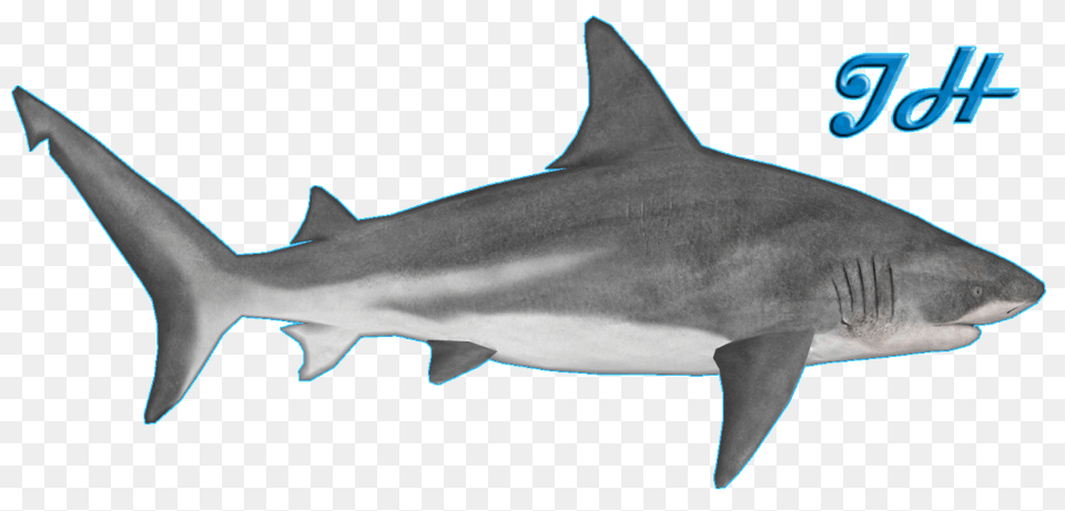 Image, Animal, Fish, Sea Life, Shark Free Png