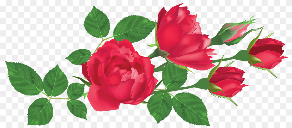 Flower, Plant, Rose, Leaf Png Image