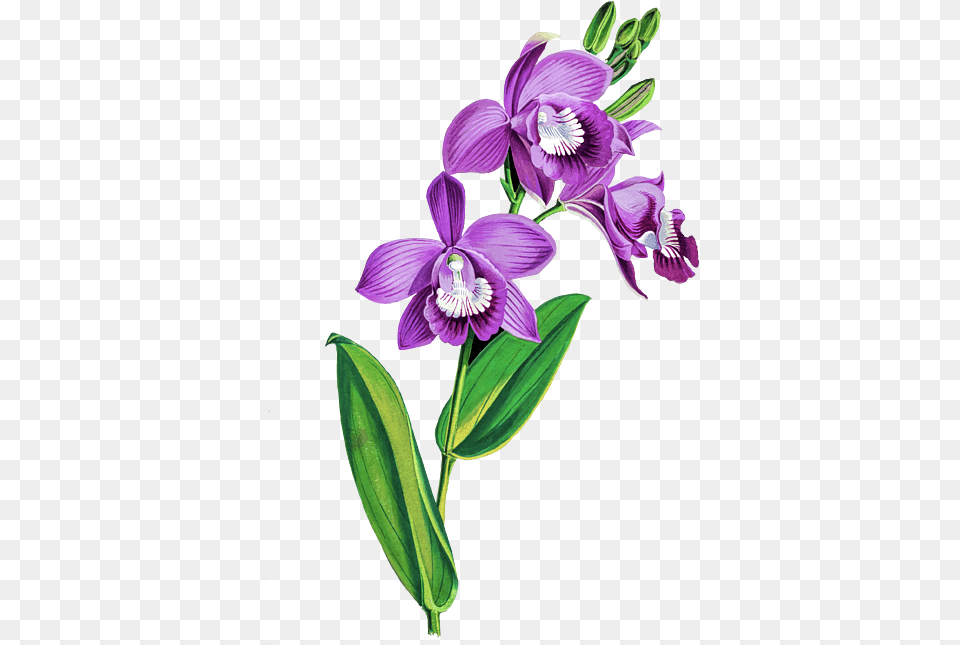 Flower, Plant, Orchid, Acanthaceae Png Image
