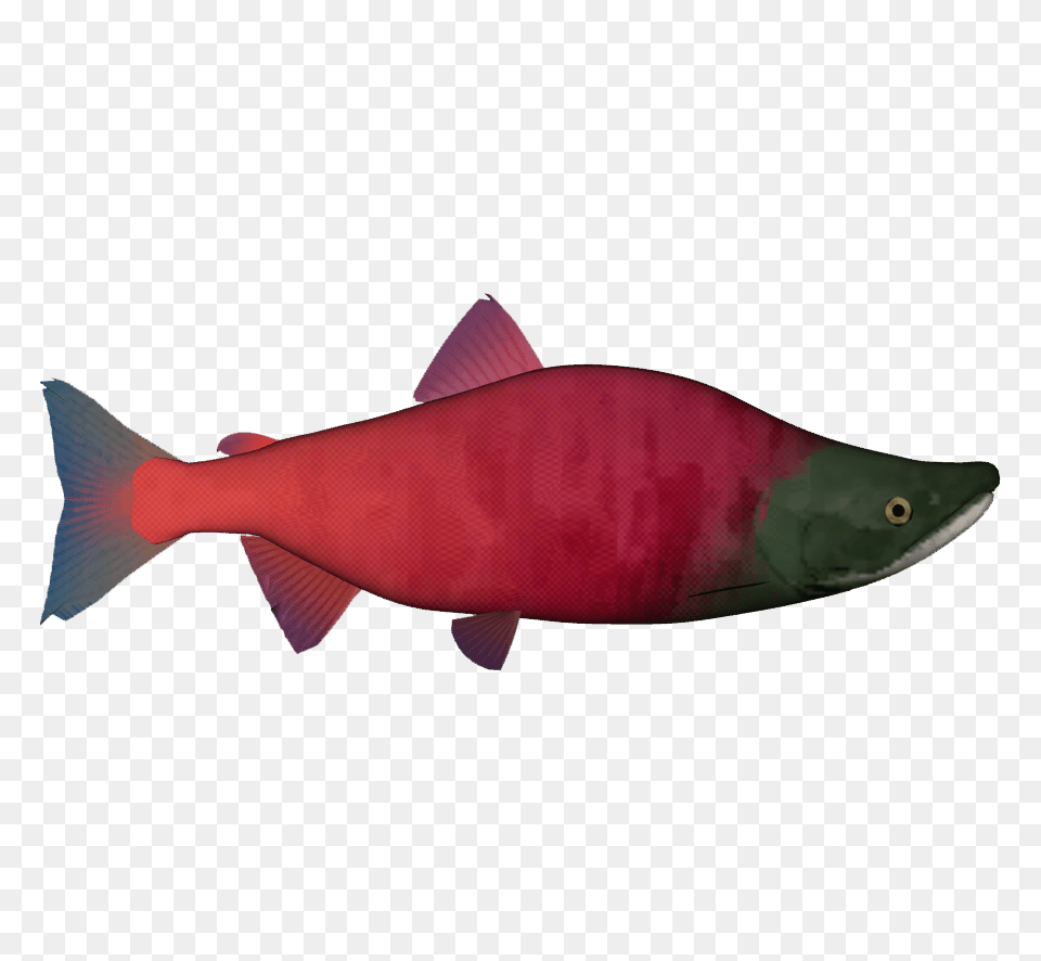 Animal, Coho, Fish, Sea Life Png Image