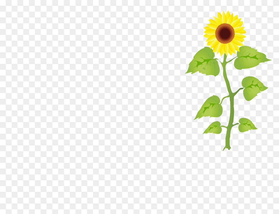 Image, Flower, Plant, Sunflower, Leaf Png