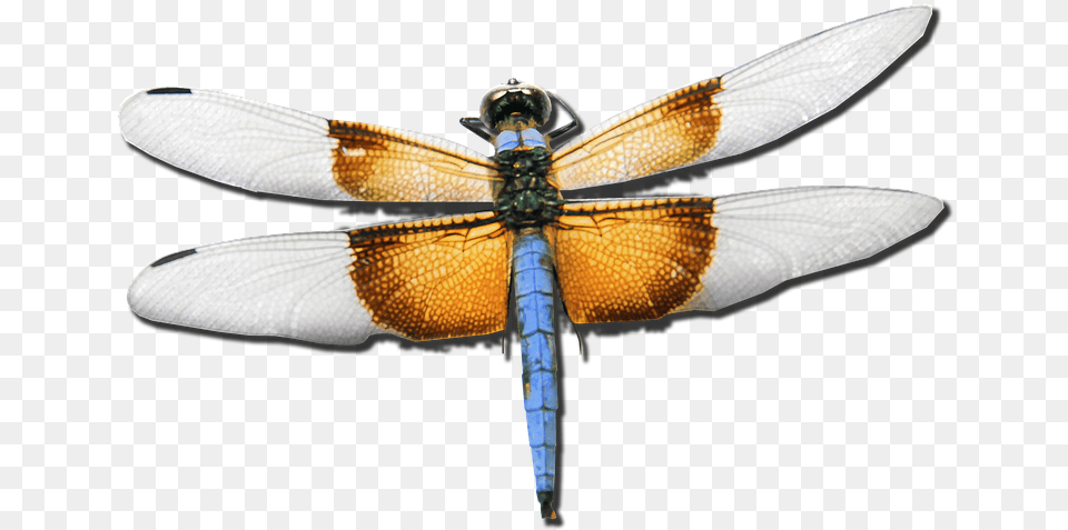 Image, Animal, Insect, Invertebrate, Dragonfly Free Png Download