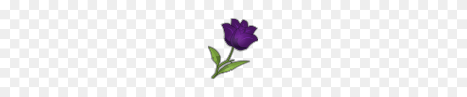 Image, Flower, Plant, Purple, Rose Free Png Download