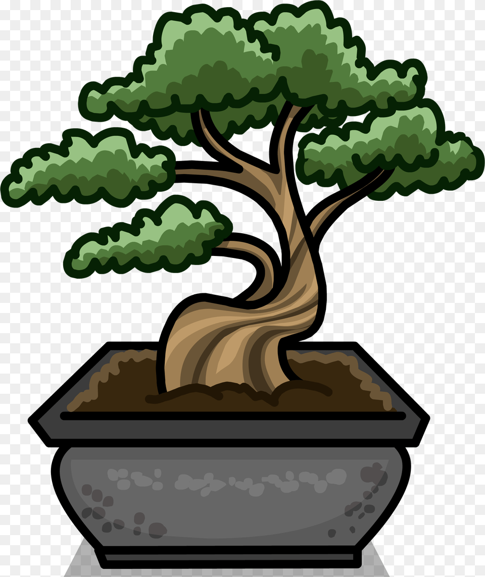 Plant, Potted Plant, Tree, Bonsai Png Image