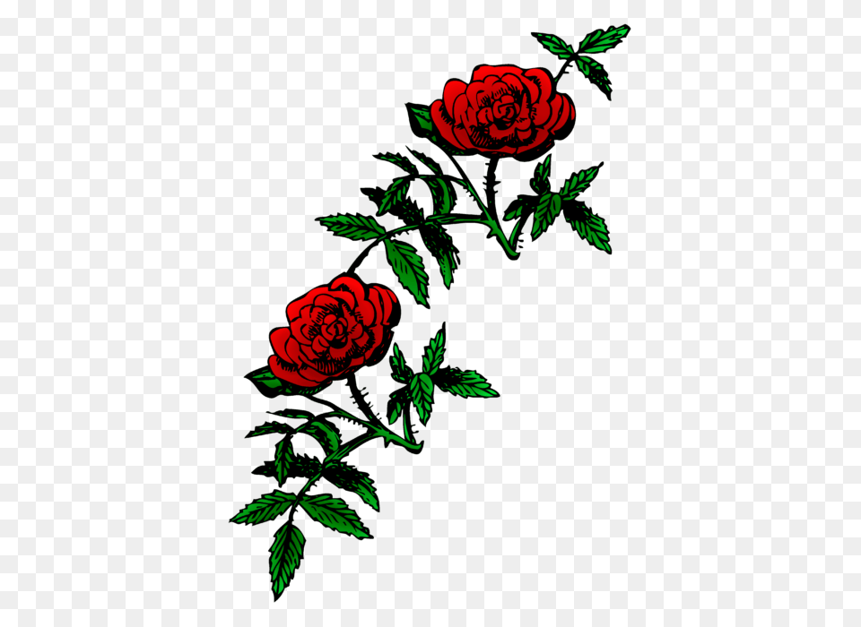 Image, Flower, Pattern, Plant, Rose Free Transparent Png