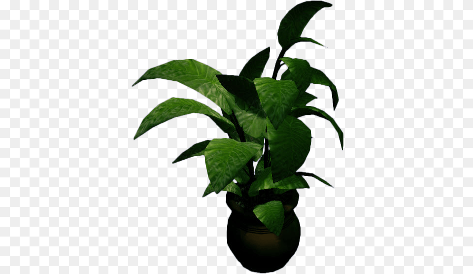 Image, Leaf, Plant, Potted Plant, Flower Free Png