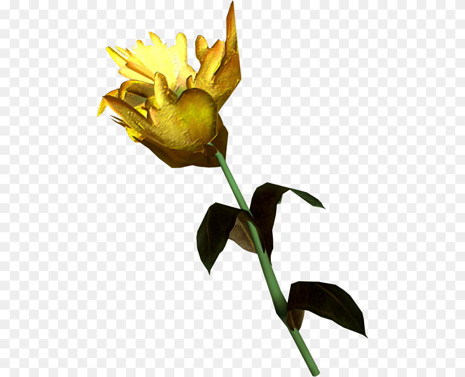Image, Flower, Petal, Plant, Rose Free Transparent Png