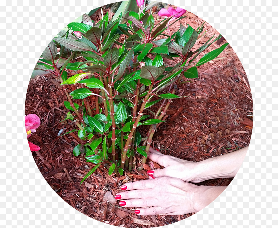 Image, Plant, Leaf, Soil, Gardening Png