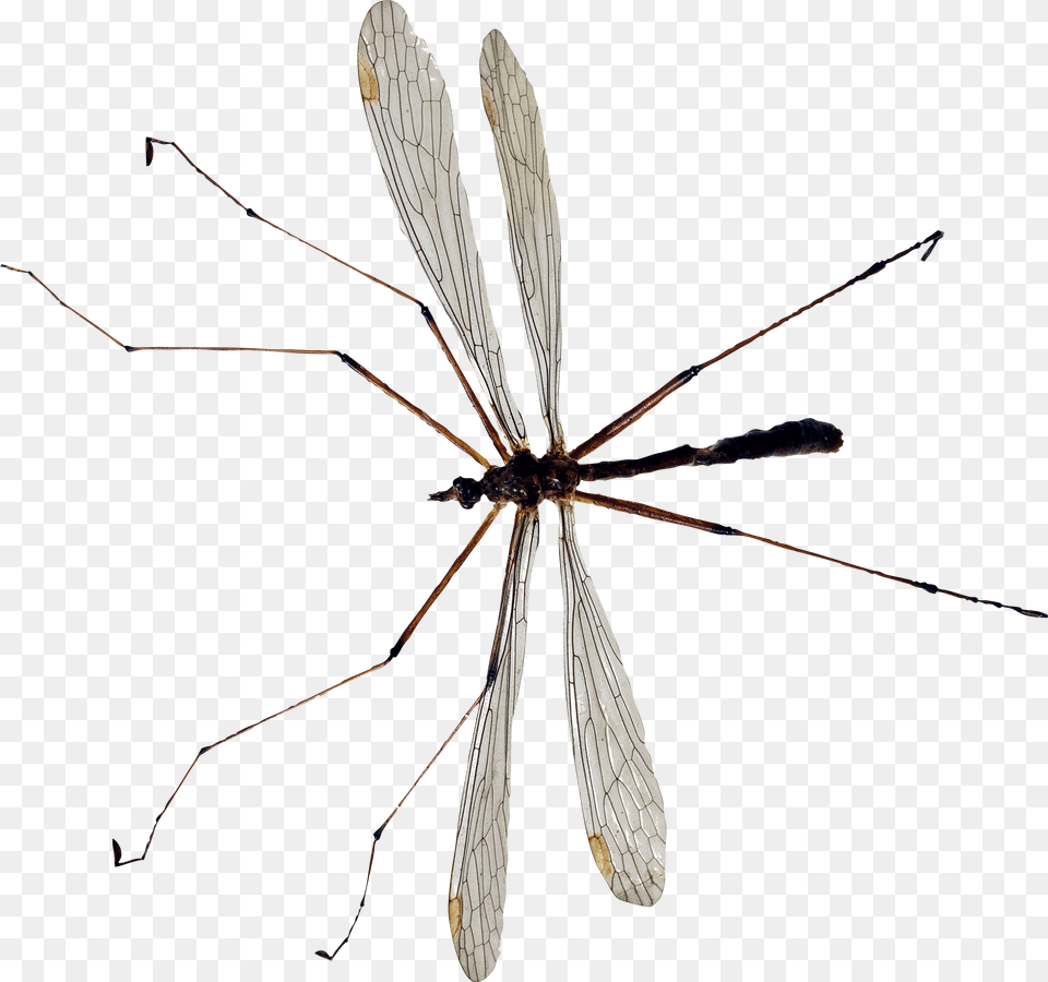 Image, Animal, Insect, Invertebrate, Mosquito Free Transparent Png