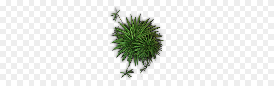 Image, Agavaceae, Plant, Tree Free Transparent Png