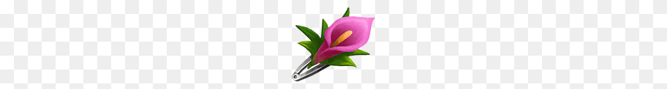 Image, Flower, Plant Png