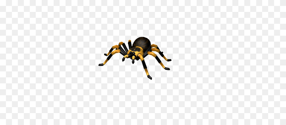 Image, Animal, Invertebrate, Spider, Insect Png