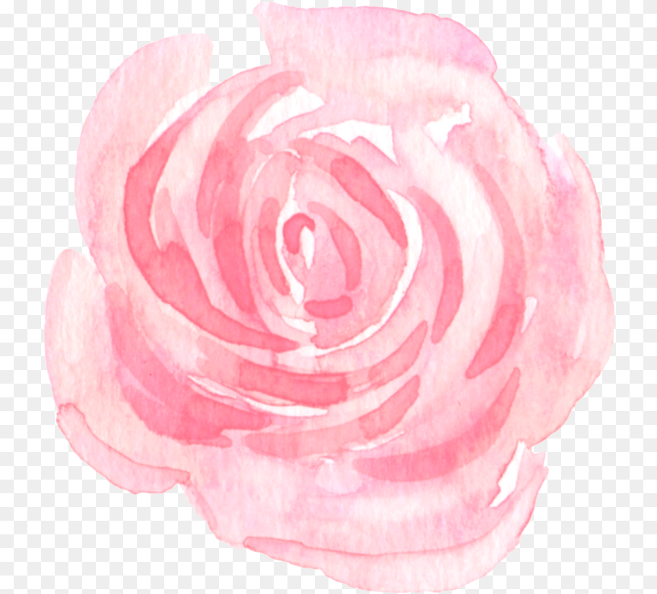 Flower, Petal, Plant, Rose Png Image