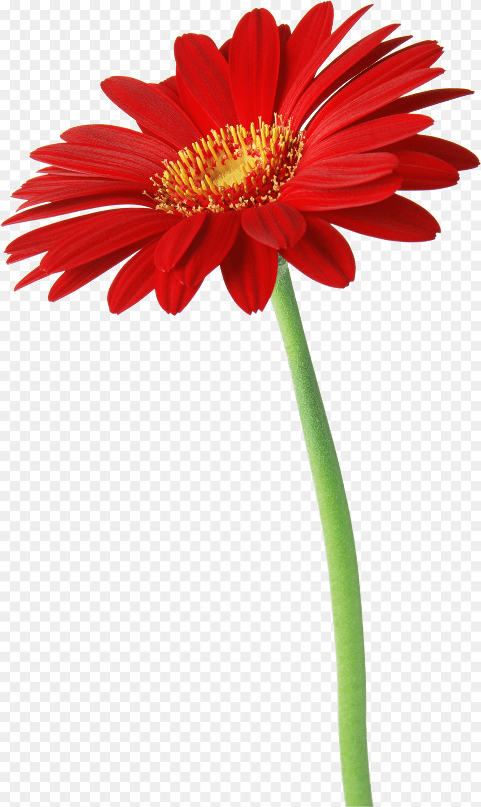 Image, Anther, Daisy, Flower, Plant Free Png