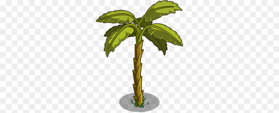 Image, Palm Tree, Plant, Tree, Vegetation Free Png