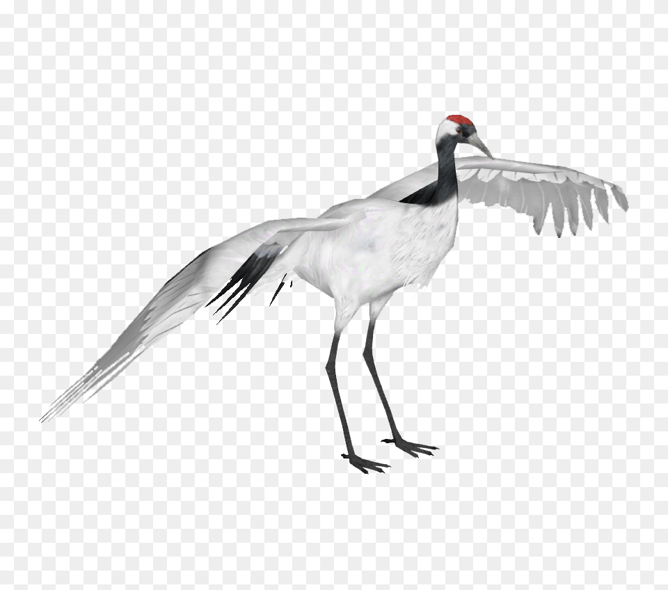 Image, Animal, Bird, Crane Bird, Waterfowl Free Png