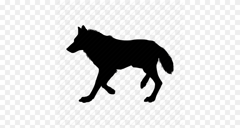 Animal, Coyote, Mammal, Wolf Png Image