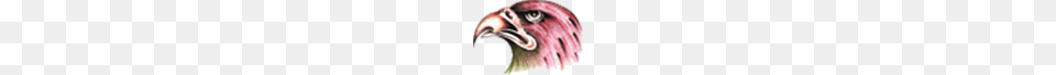 Image, Animal, Beak, Bird, Vulture Png