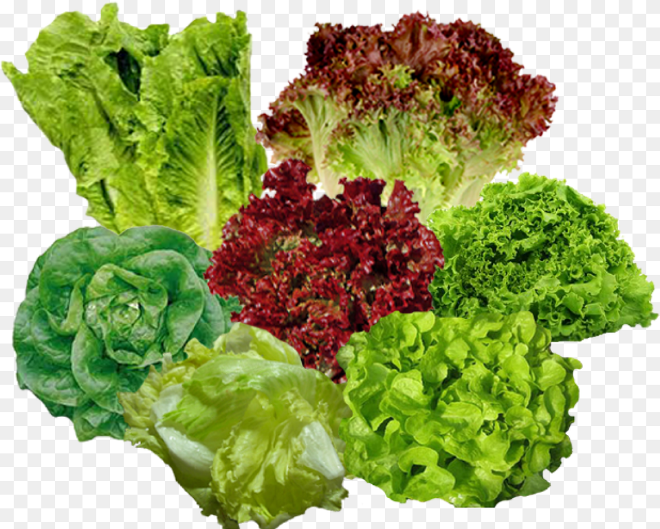 Food, Lettuce, Plant, Produce Png Image