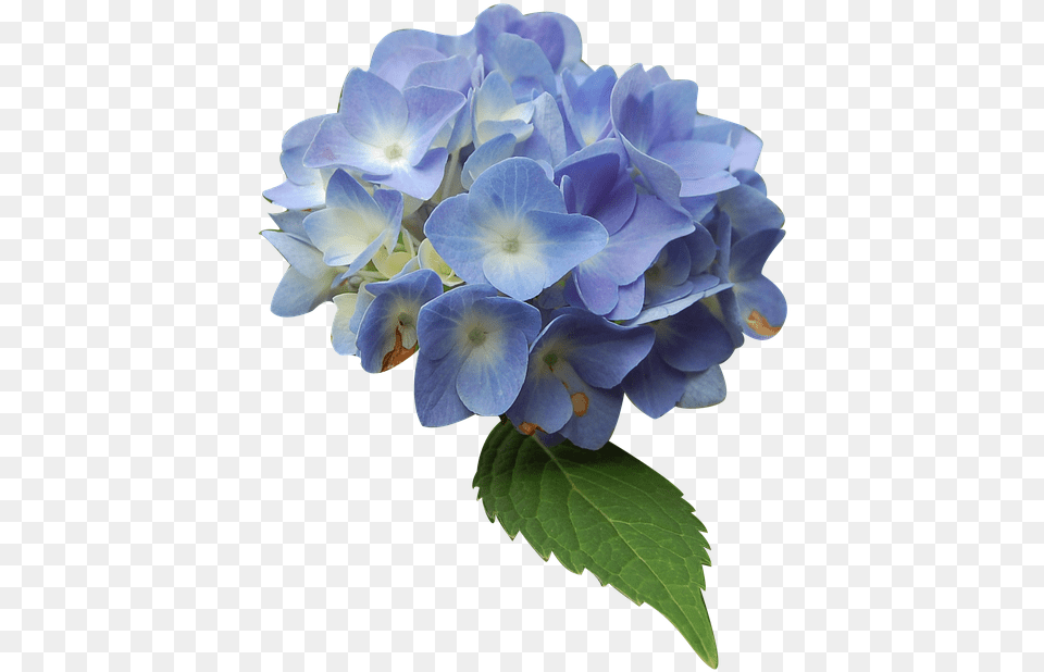 Image, Flower, Geranium, Plant, Flower Arrangement Free Png Download