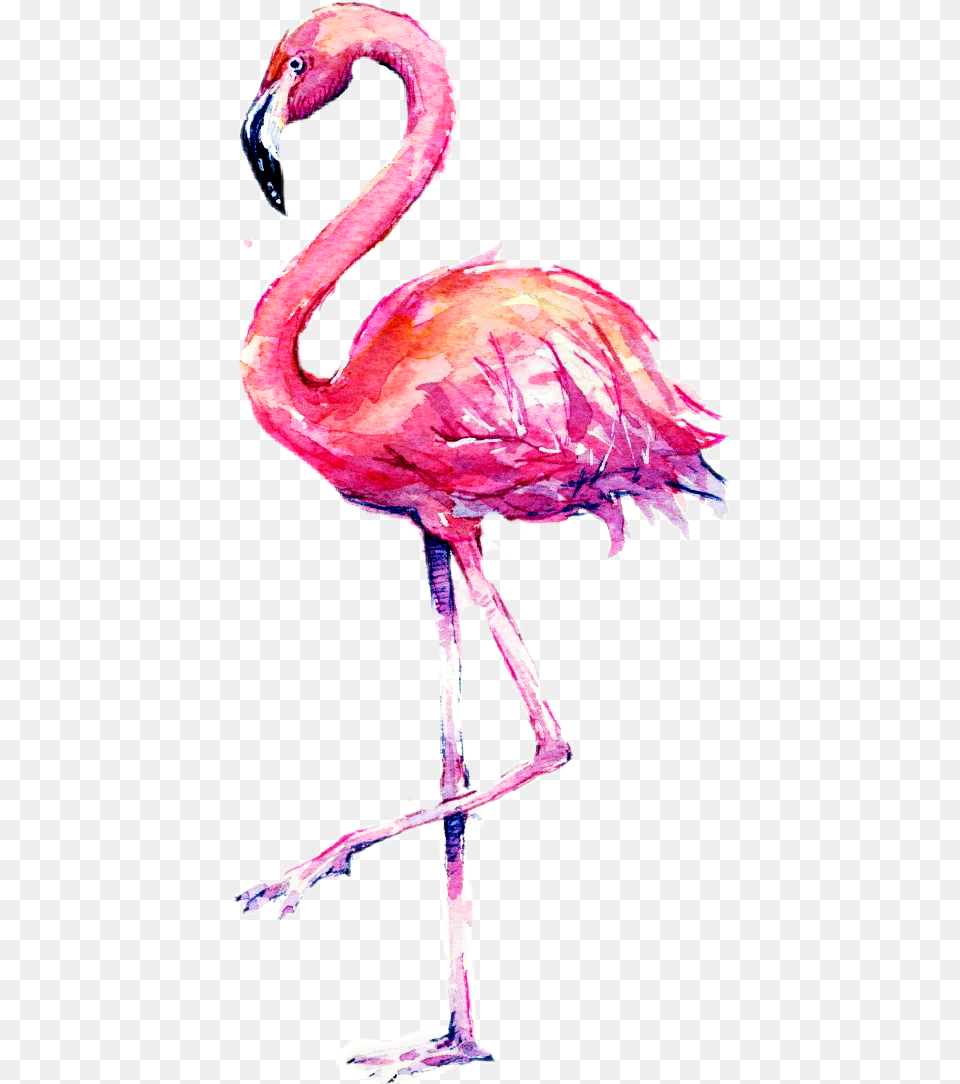 Image, Animal, Bird, Flamingo Png