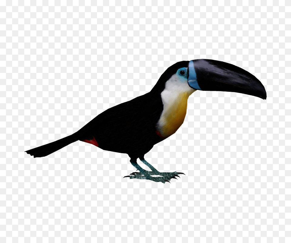 Image, Animal, Beak, Bird, Toucan Free Transparent Png