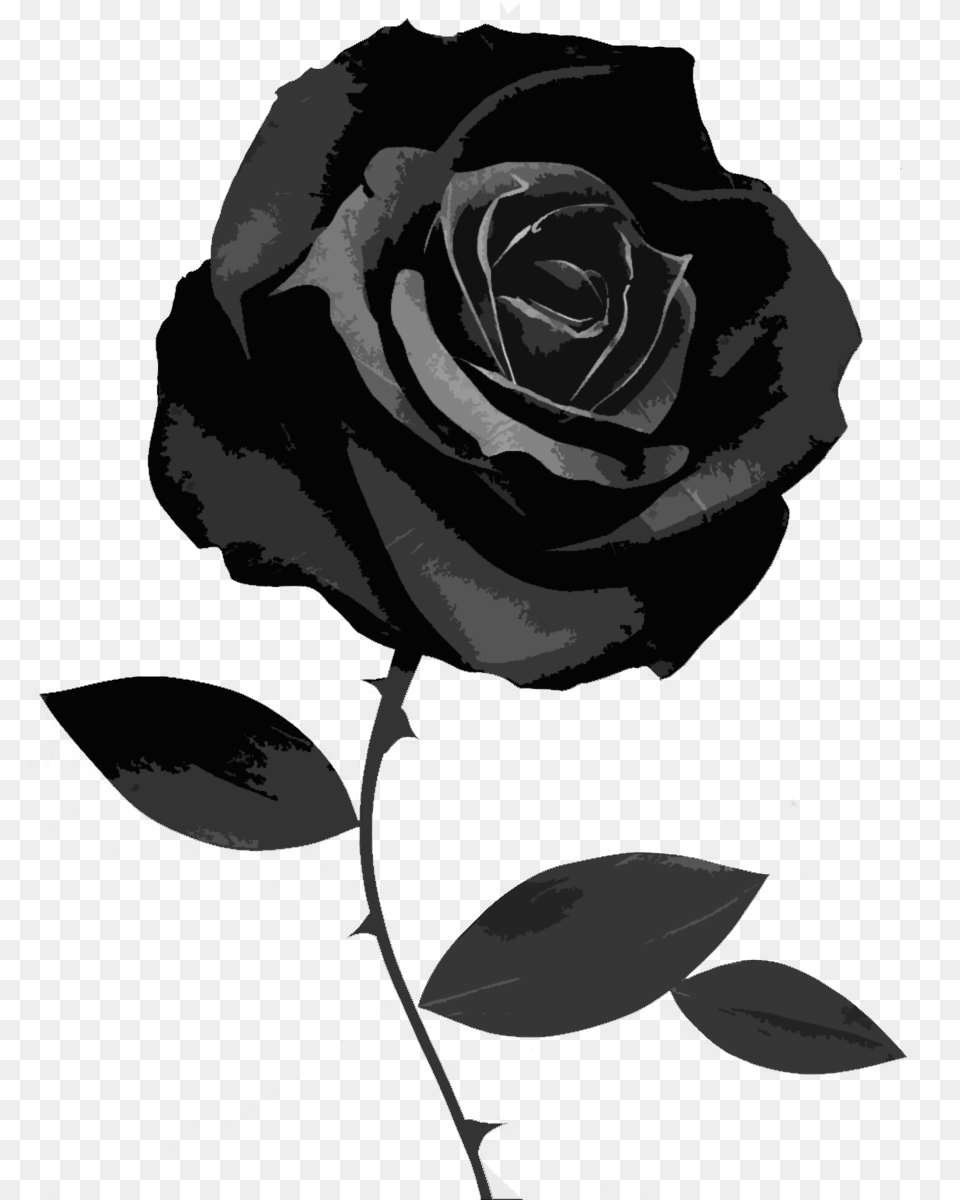 Image, Flower, Plant, Rose, Adult Free Transparent Png