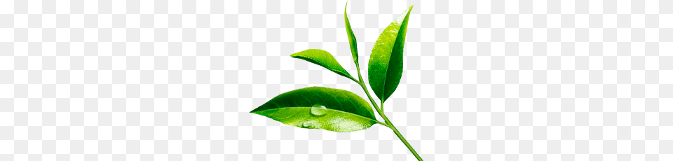 Image, Green, Leaf, Plant, Beverage Free Transparent Png