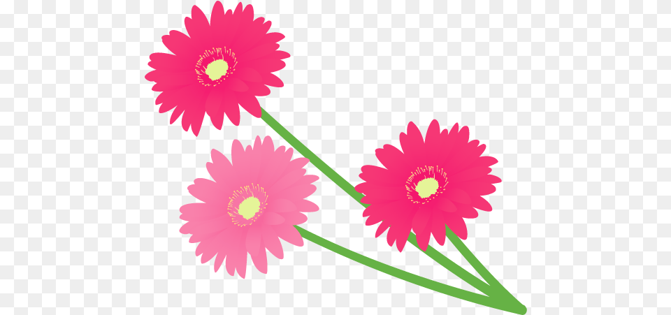 Image, Daisy, Flower, Plant, Dahlia Png
