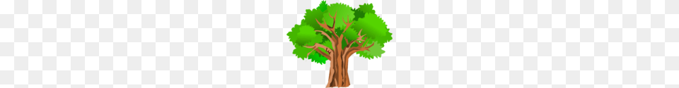 Image, Plant, Tree, Tree Trunk, Oak Free Png Download