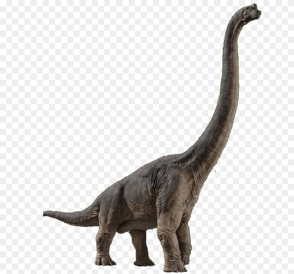 Image, Animal, Dinosaur, Reptile, T-rex Free Transparent Png