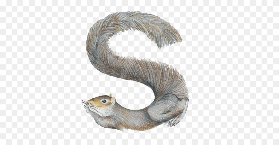 Image, Animal, Bird, Sea Life, Fish Free Png Download