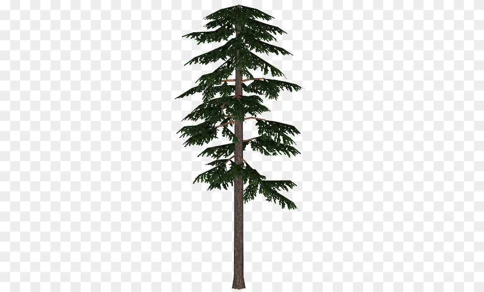 Image, Conifer, Pine, Plant, Tree Png