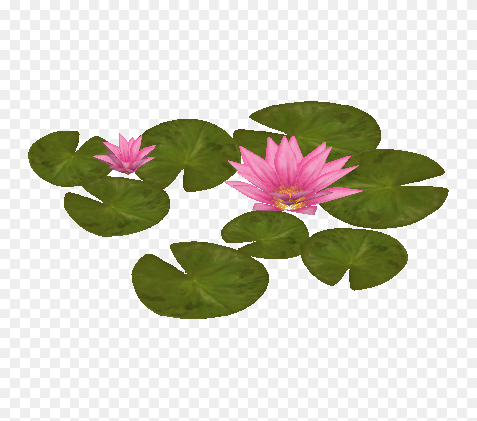 Image, Flower, Leaf, Lily, Plant Free Png