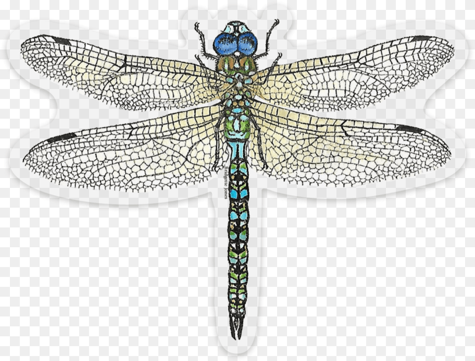 Image, Animal, Insect, Invertebrate, Dragonfly Free Png