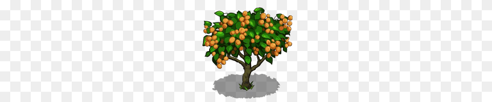 Citrus Fruit, Food, Fruit, Plant Png Image