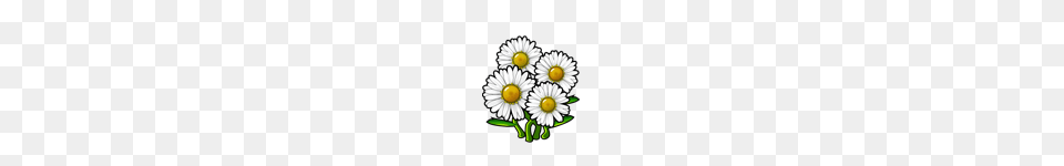 Daisy, Flower, Plant Png Image