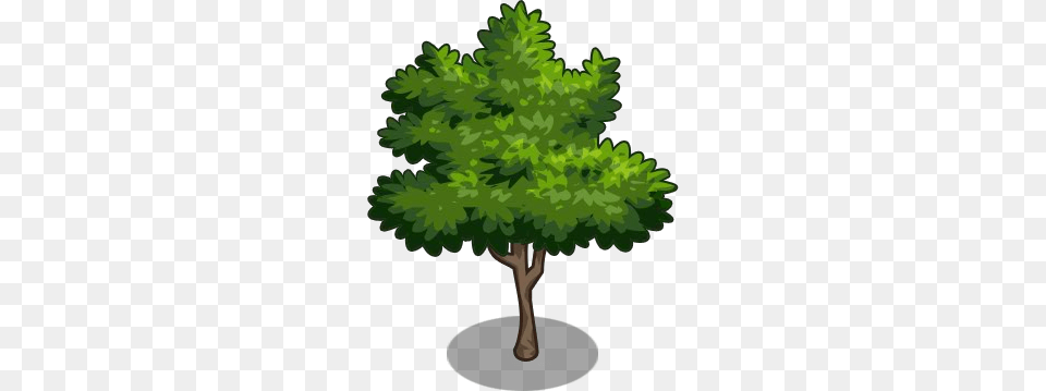 Image, Conifer, Green, Vegetation, Tree Free Transparent Png