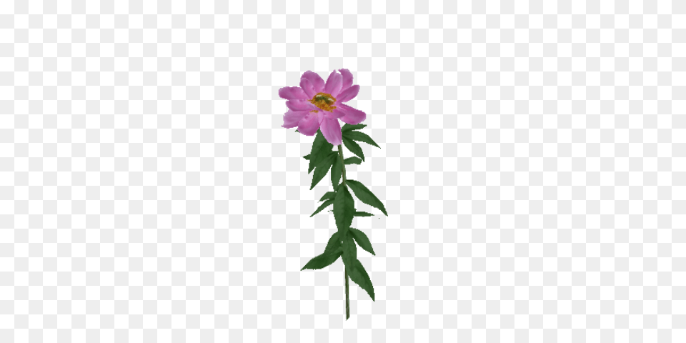 Image, Anemone, Flower, Geranium, Plant Free Png