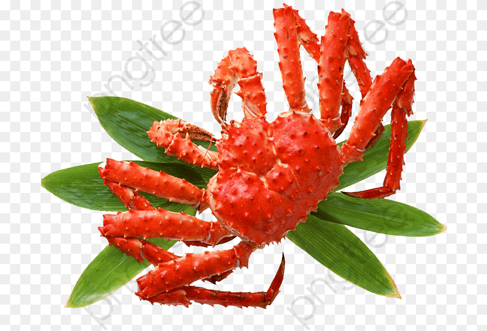 Animal, Crab, Food, Invertebrate Png Image