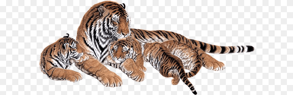 Image, Animal, Mammal, Tiger, Wildlife Free Png Download