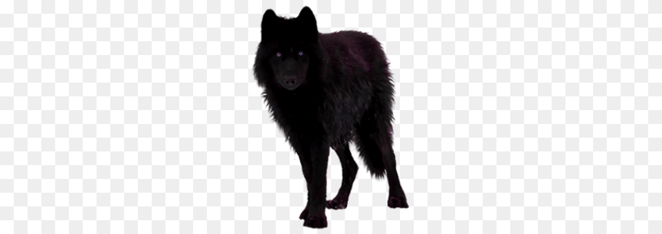 Image, Animal, Mammal, Wolf, Canine Free Transparent Png