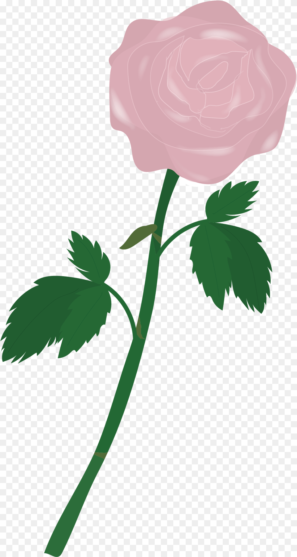 Flower, Plant, Rose, Person Png Image