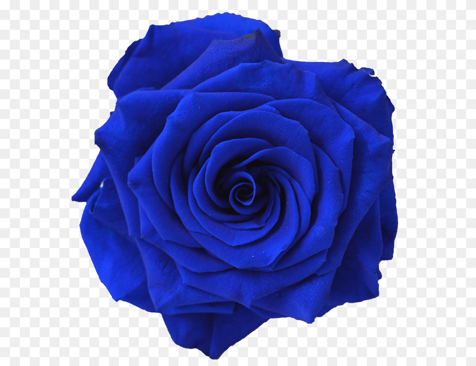 Image, Flower, Plant, Rose Free Png