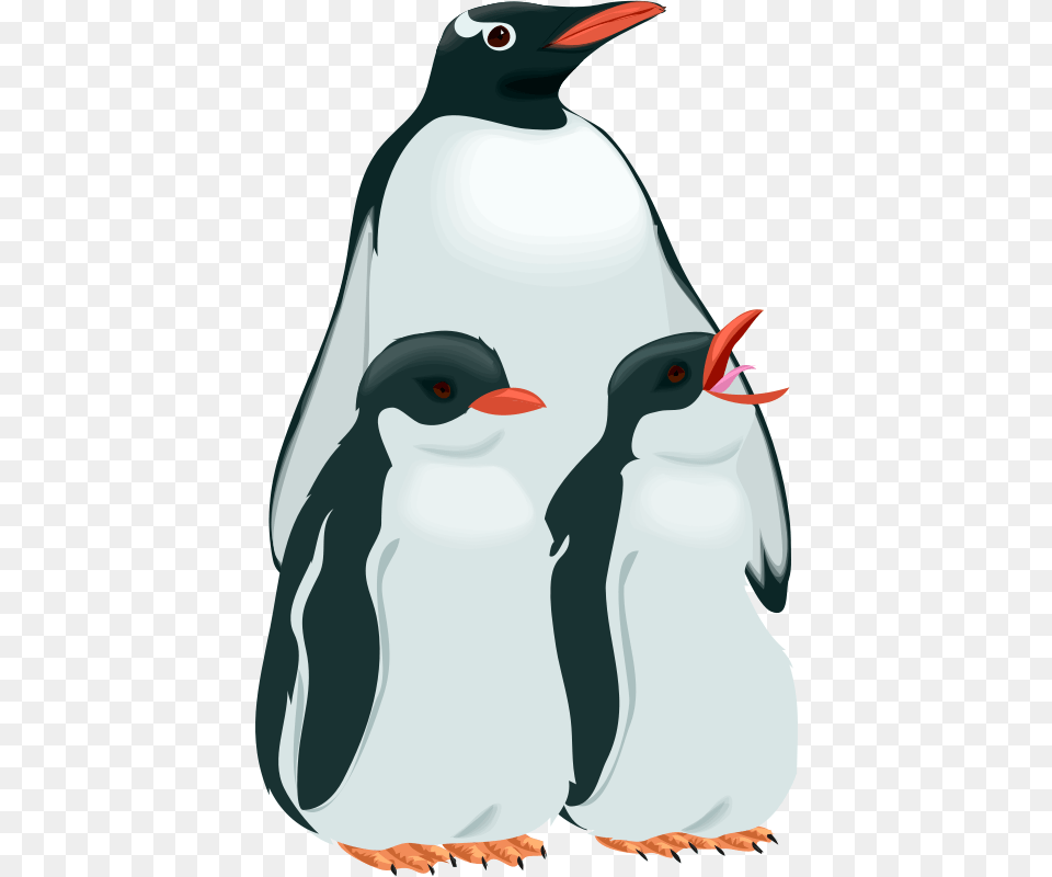 Animal, Bird, Penguin, Adult Png Image