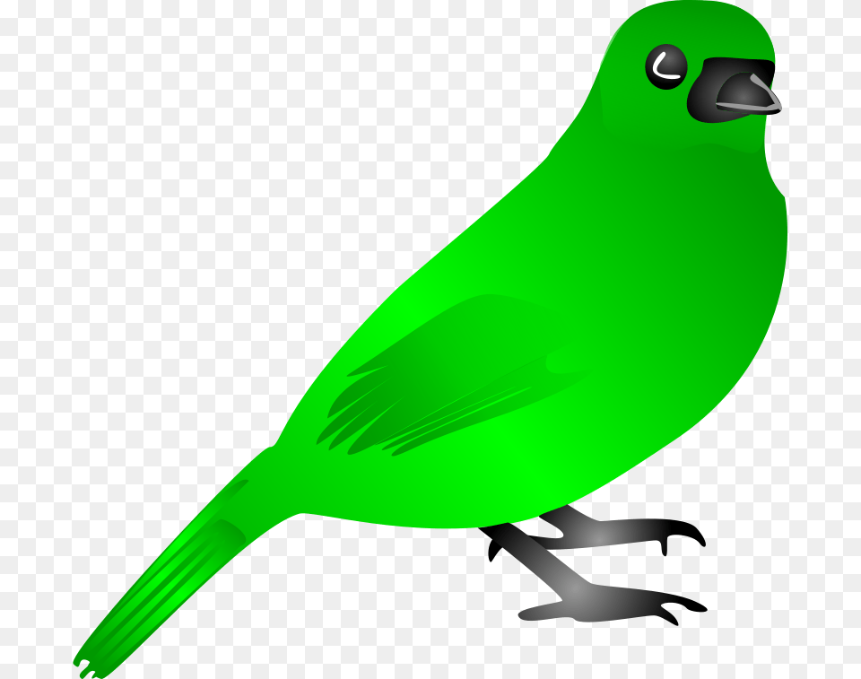 Image, Animal, Beak, Bird, Finch Free Png