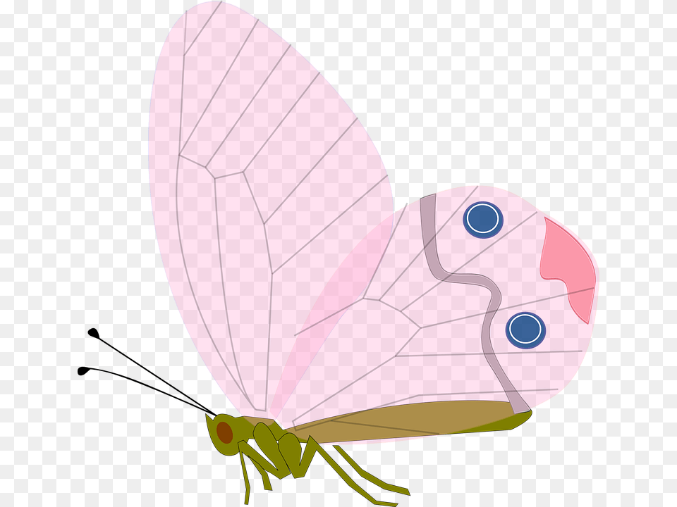 Animal, Butterfly, Insect, Invertebrate Png Image