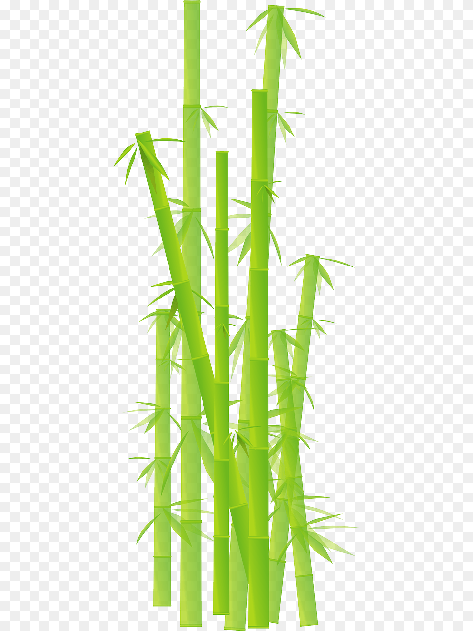 Image, Bamboo, Plant Png