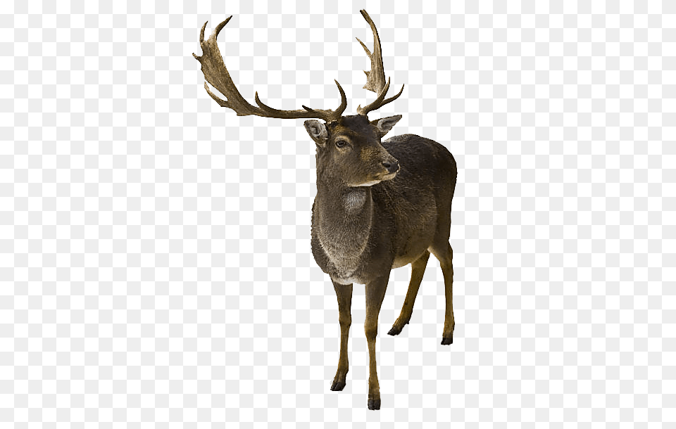 Image, Animal, Deer, Mammal, Wildlife Free Png