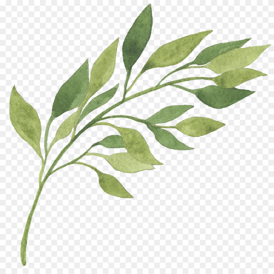 Image, Herbal, Herbs, Leaf, Plant Free Png Download
